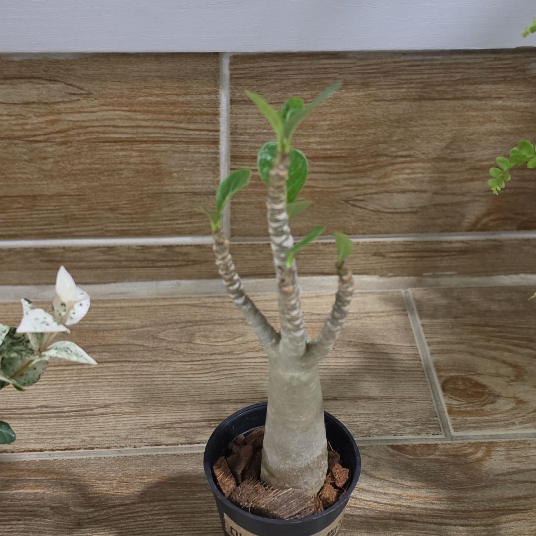 미니바오밥 석화 사진