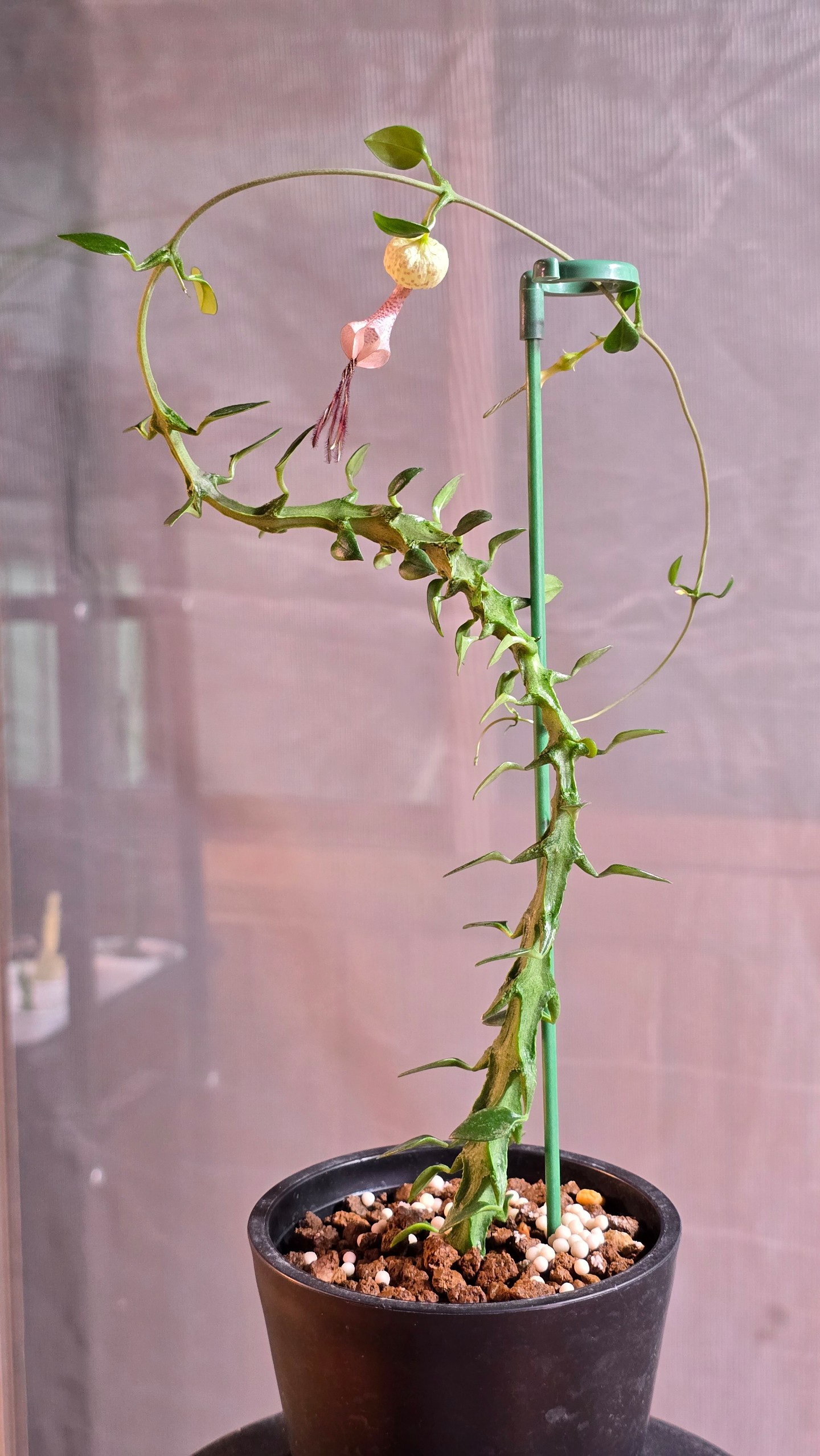 세로페기아 시모네(Ceropegia simoneae) 사진
