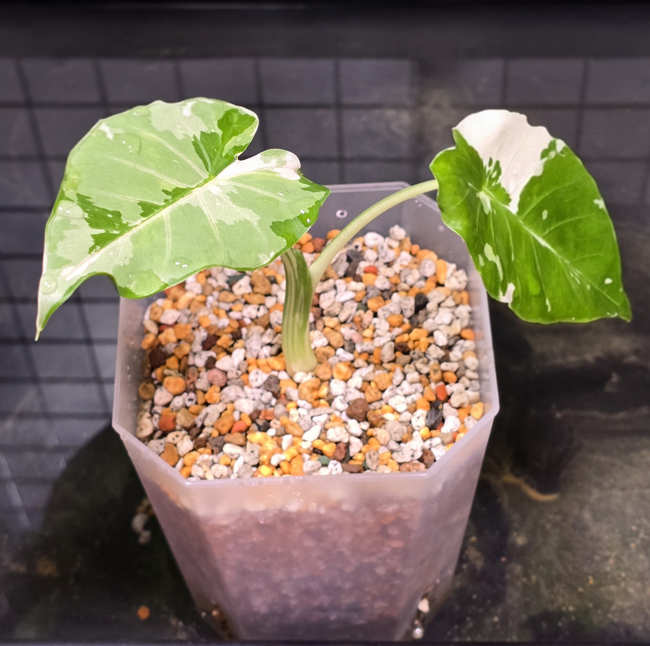 알로카시아 오키나와 실버 바리에가타(Alocasia odora 'Okinawa Silver' Variegata) 사진