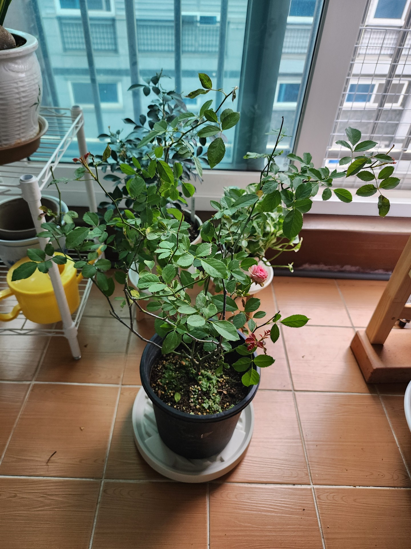 메이쁘띠피에르 사진