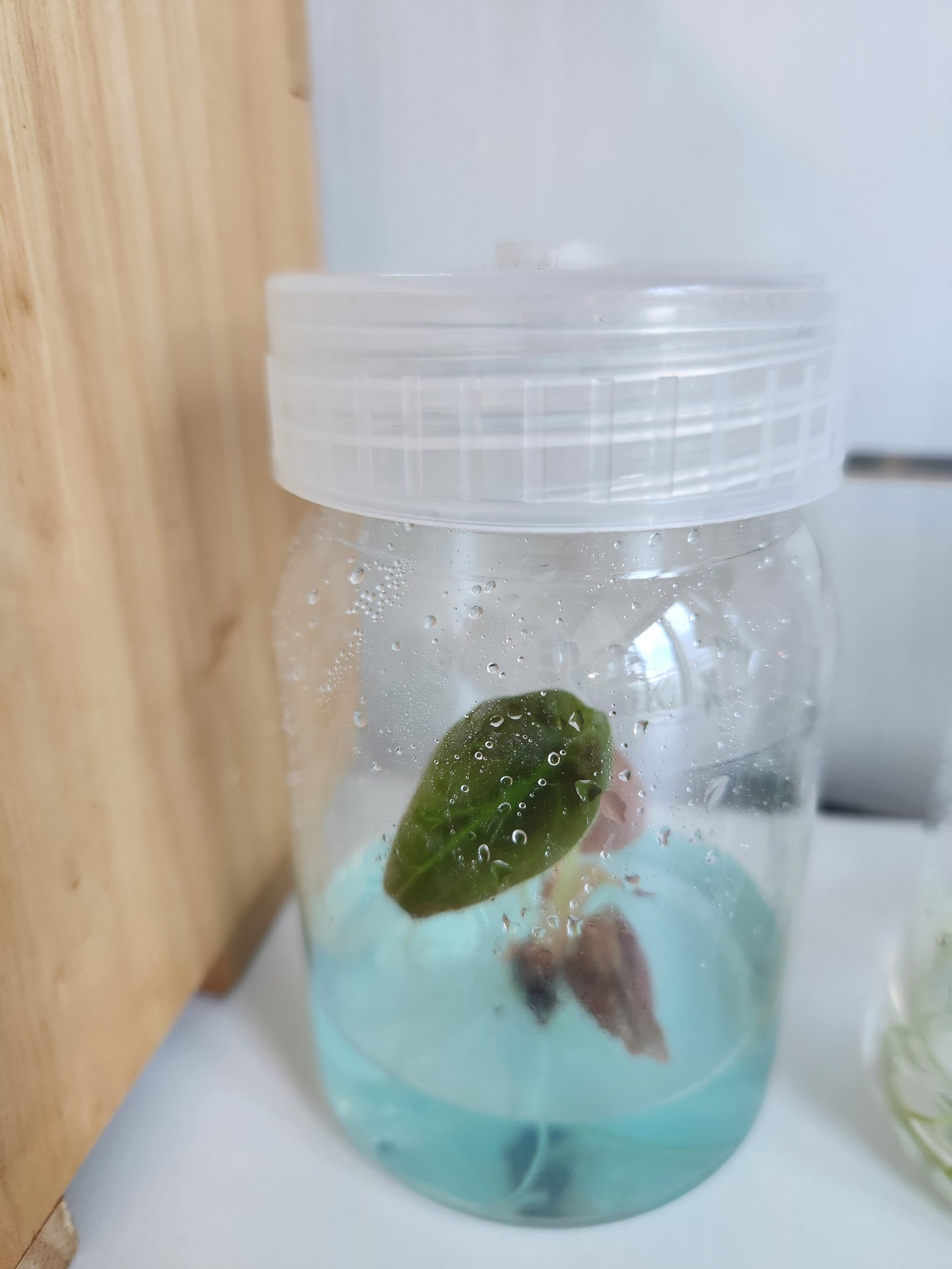 알로카시아 쿠프레아 레드시크릿를 키우는 푸나링님의 사진