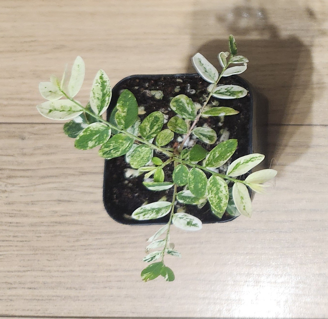 필란서스 풀처 사진