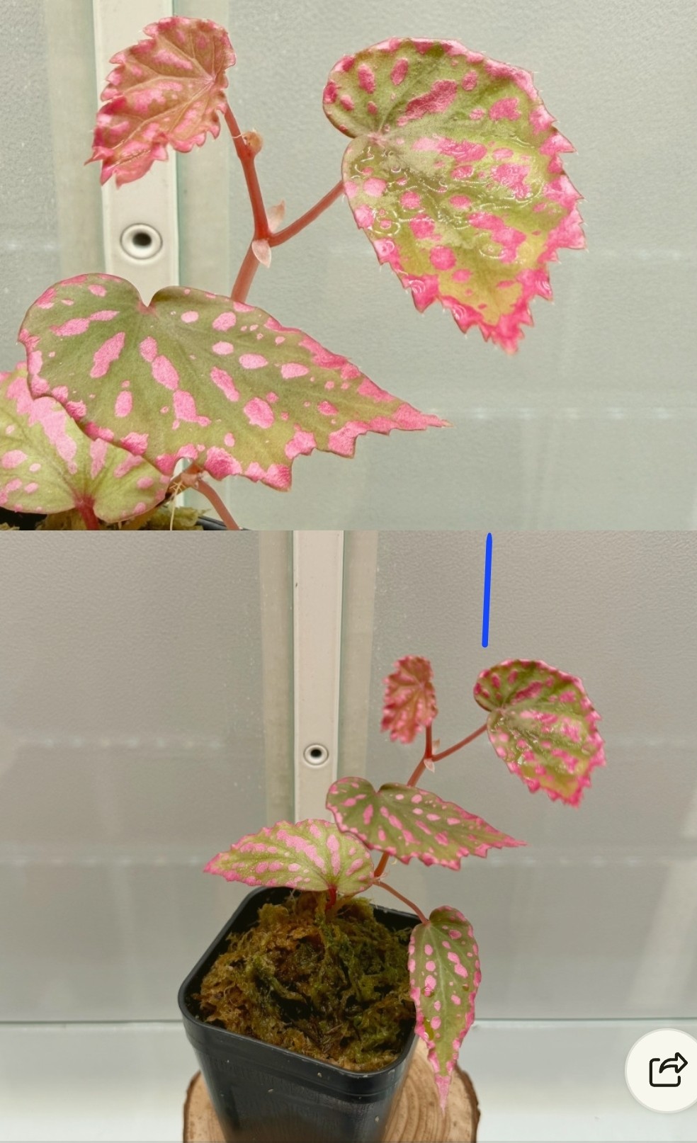 베고니아 네그로센시스 사진