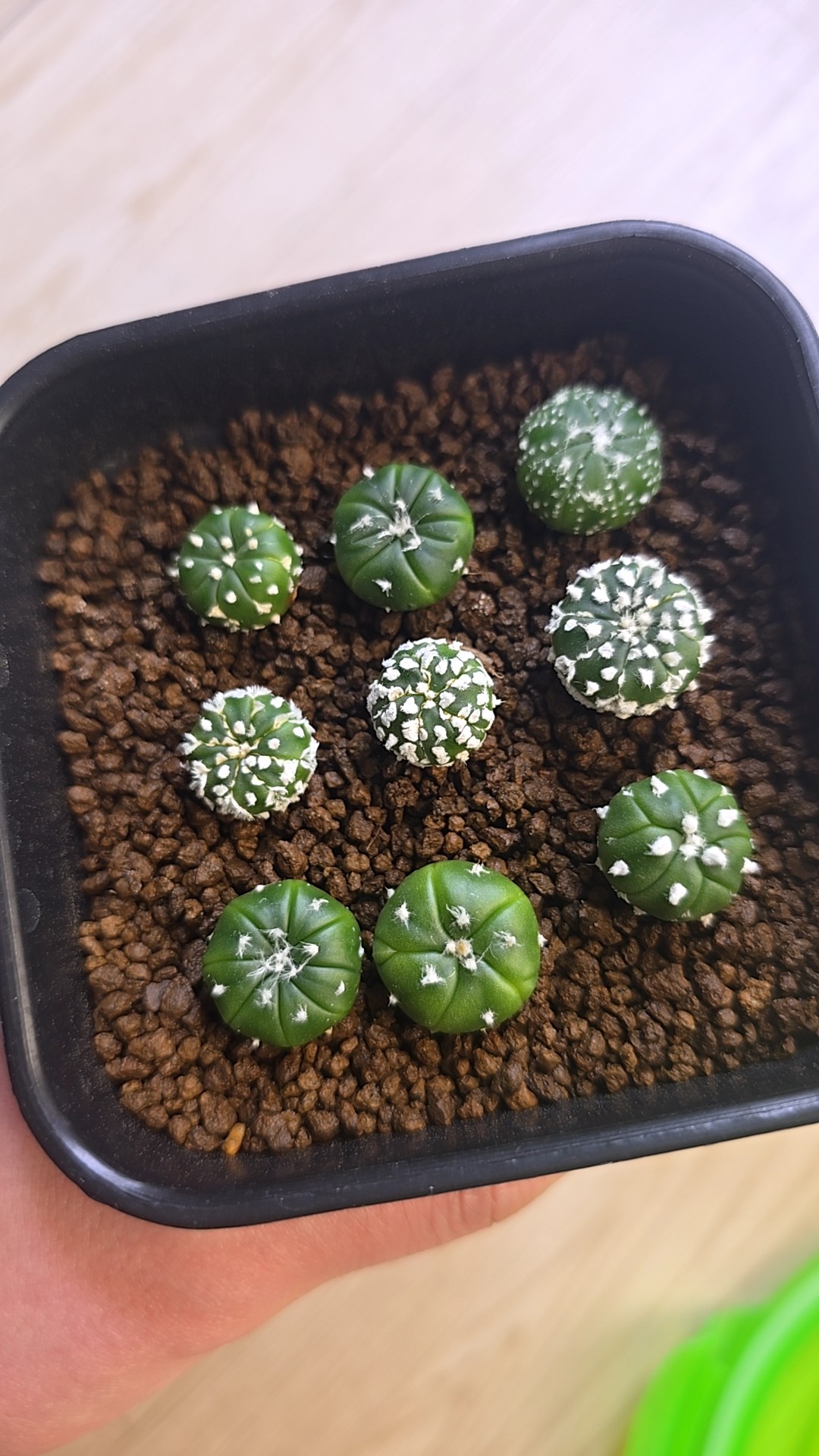 아스트로피튬 아스테리아스 사진