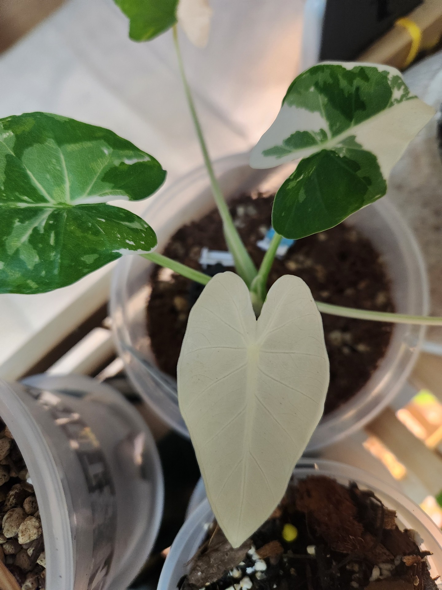 알로카시아 오키나와 실버 바리에가타(Alocasia odora 'Okinawa Silver' Variegata)를 키우는 푸나링님의 사진