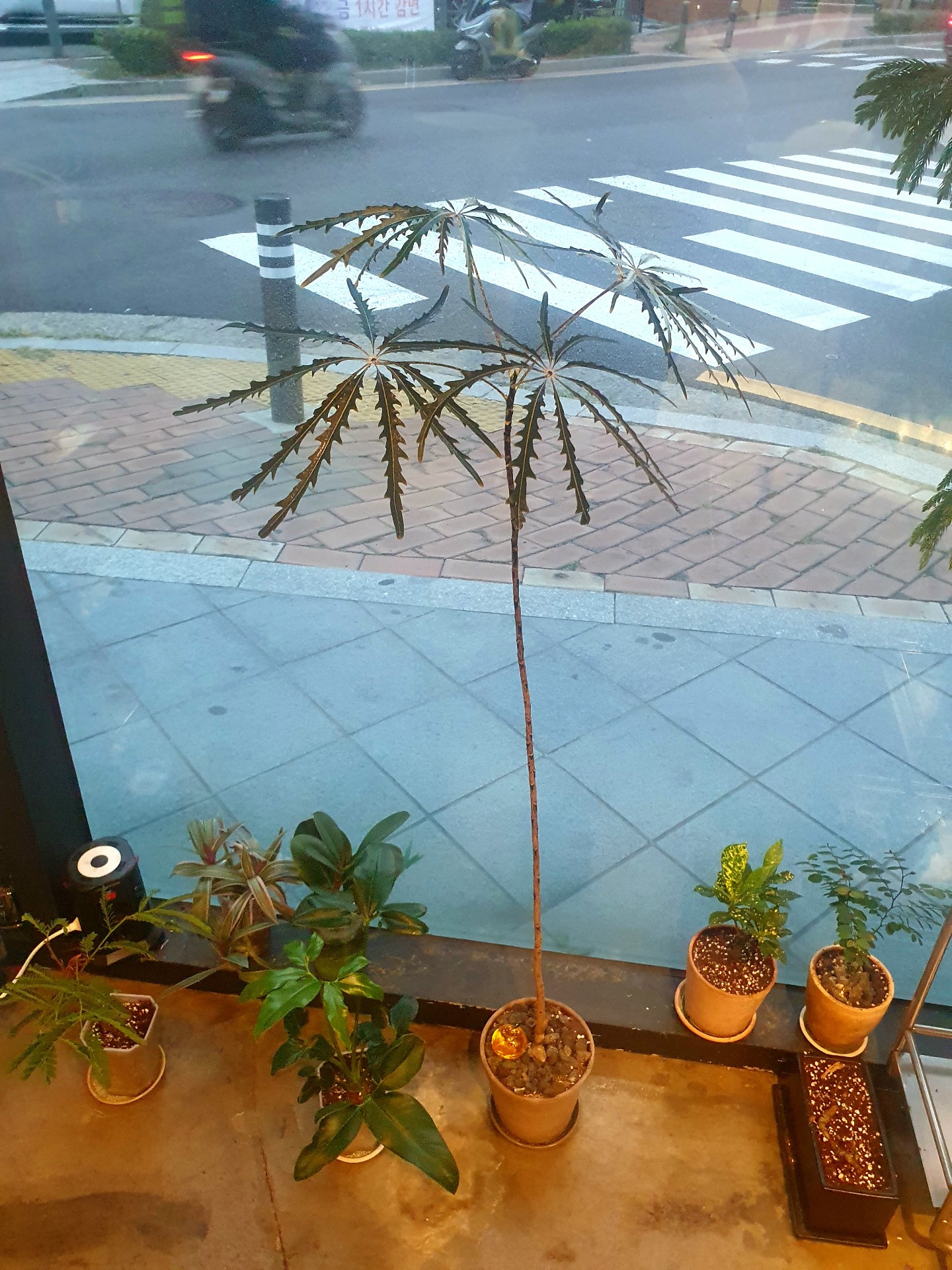 디지고데카 아랄리아를 키우는 박푸님의 사진