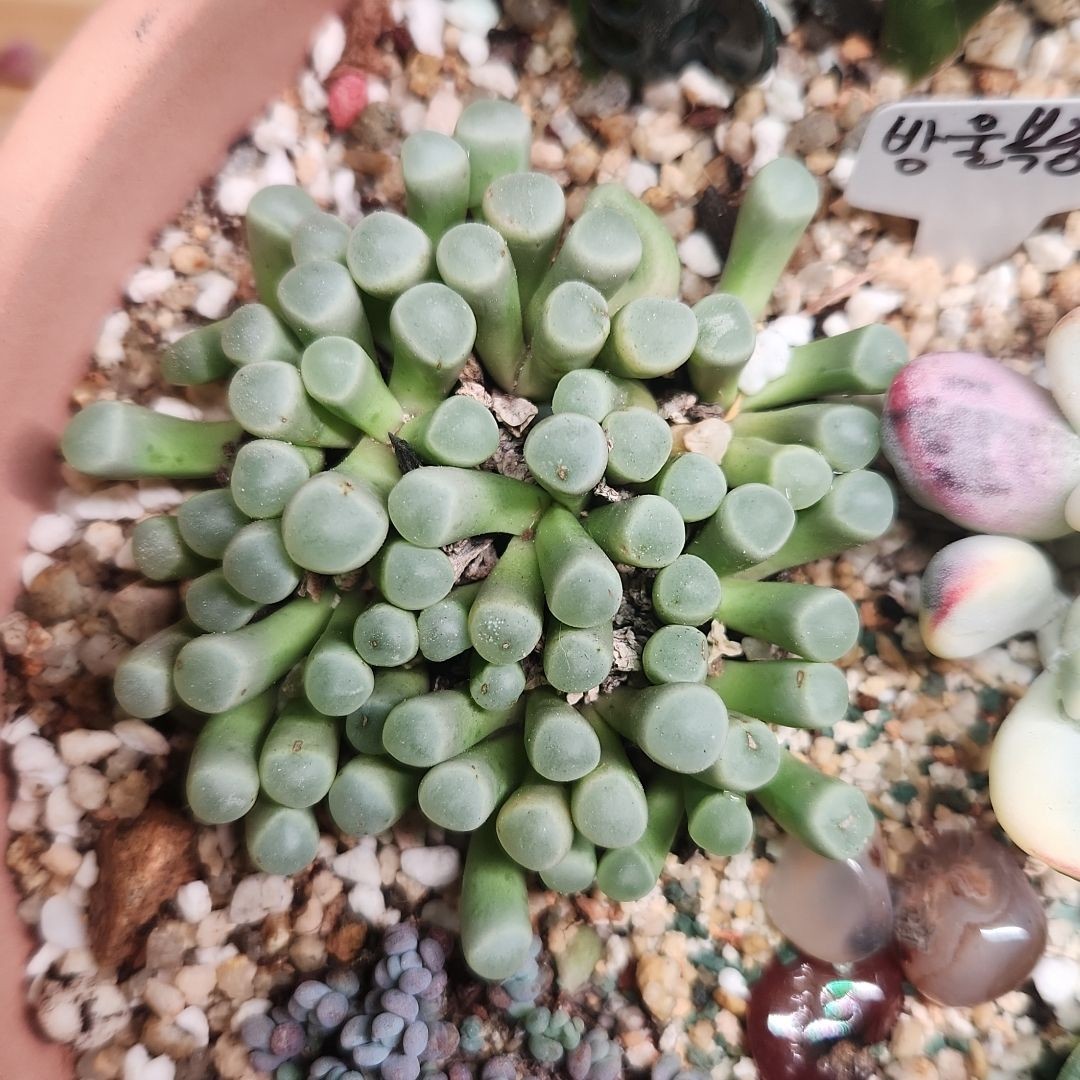 오십령옥 사진