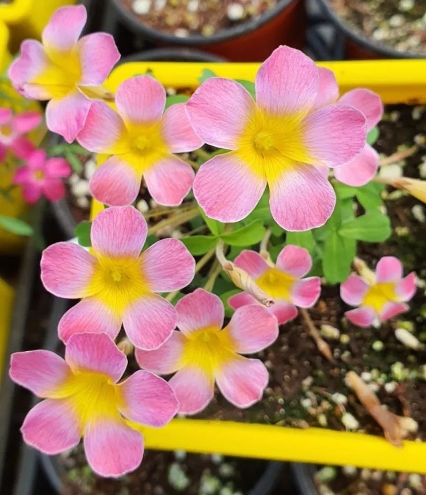 캔디박스 플럼 사랑초 사진