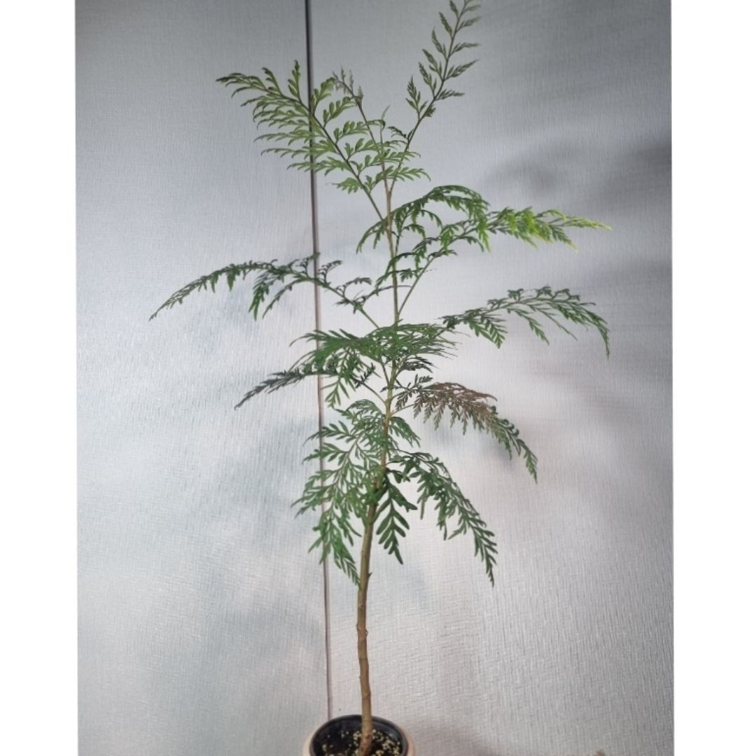 그레빌레아 사진