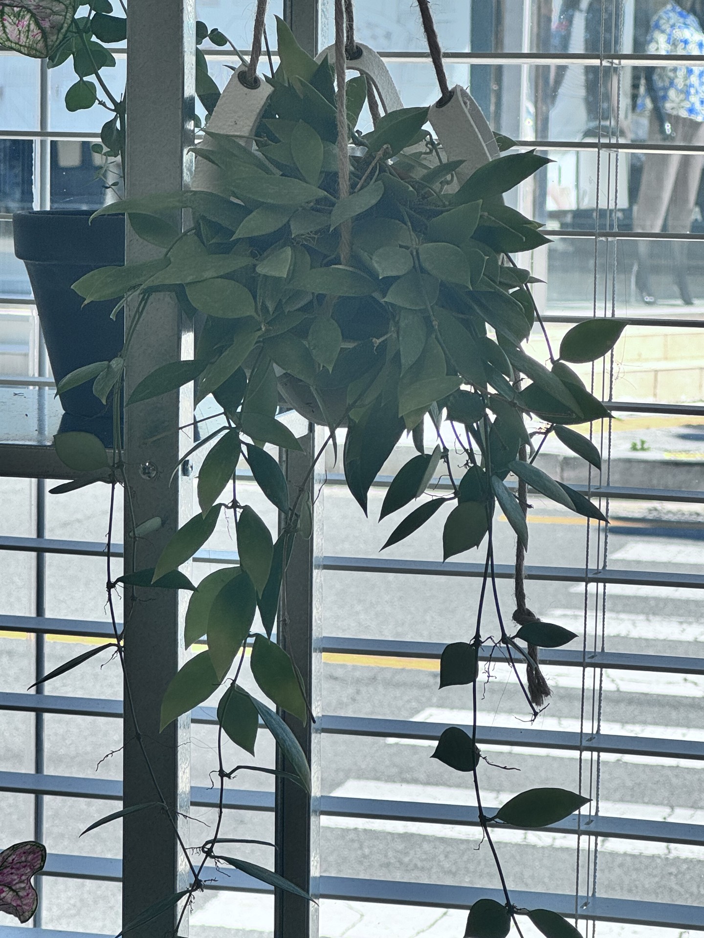 호야 메모리아 사진
