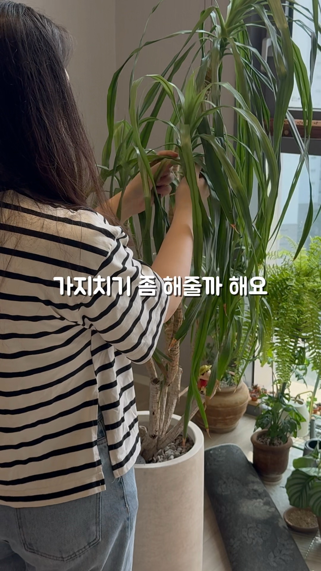 드라세나 드라코를 키우는 푸루리님의 사진