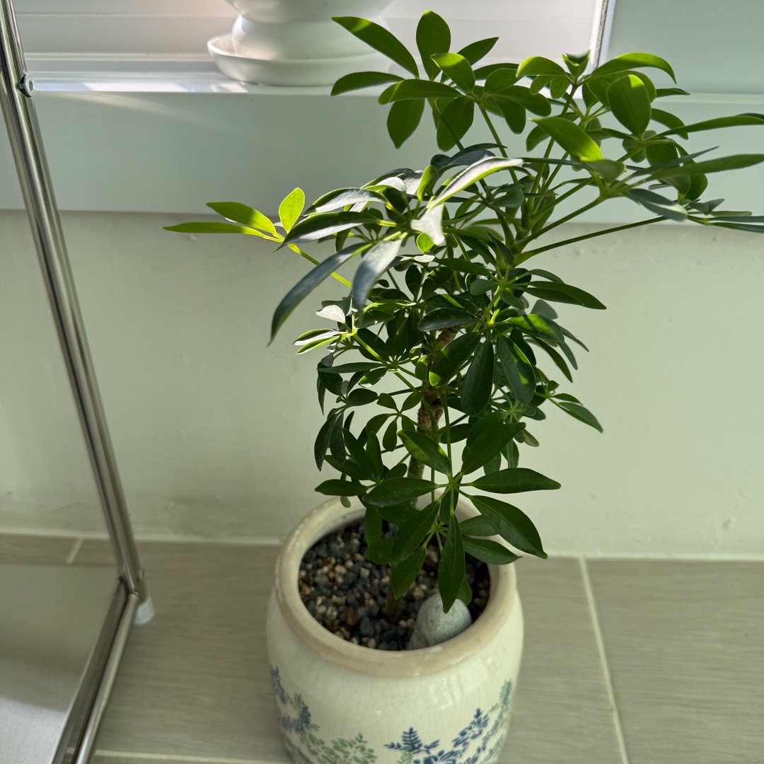 홍콩야자를 키우는 연뚱님의 사진