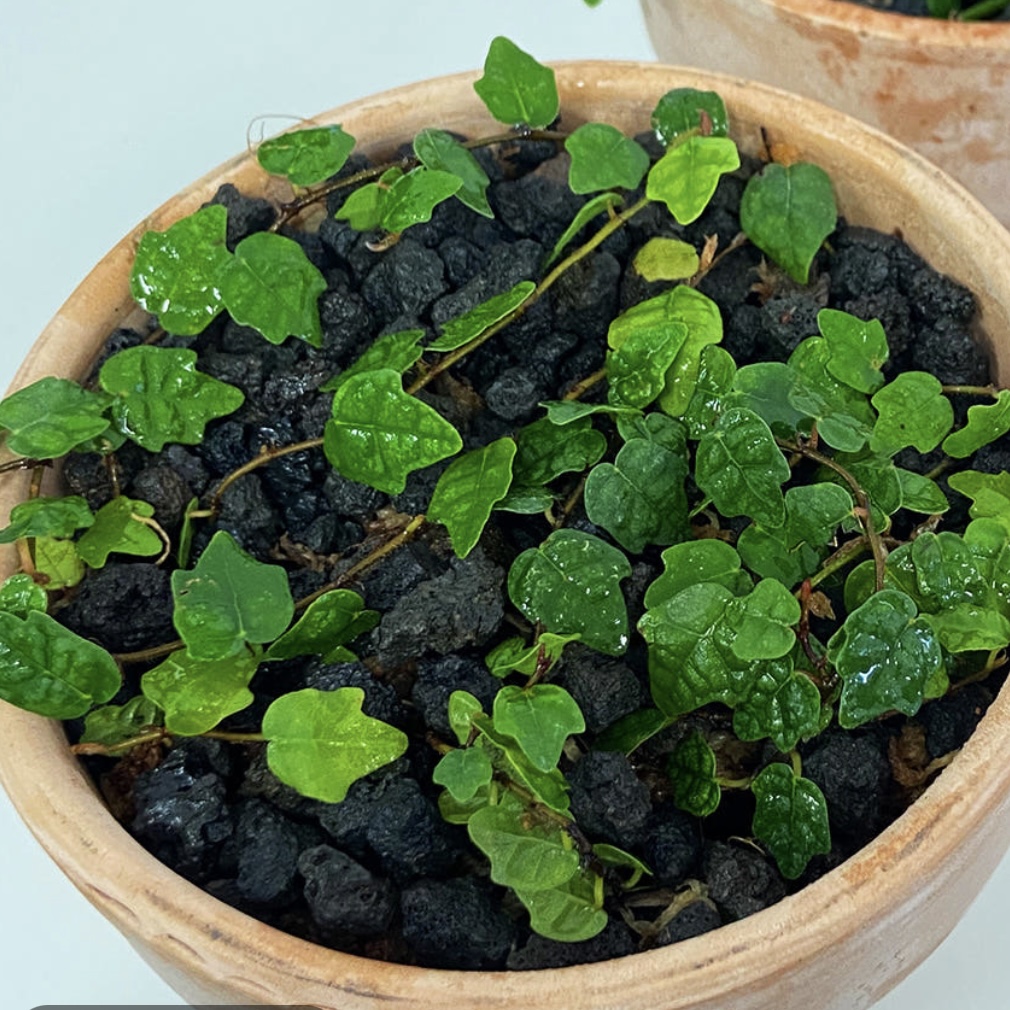 제주 애기 모람 사진