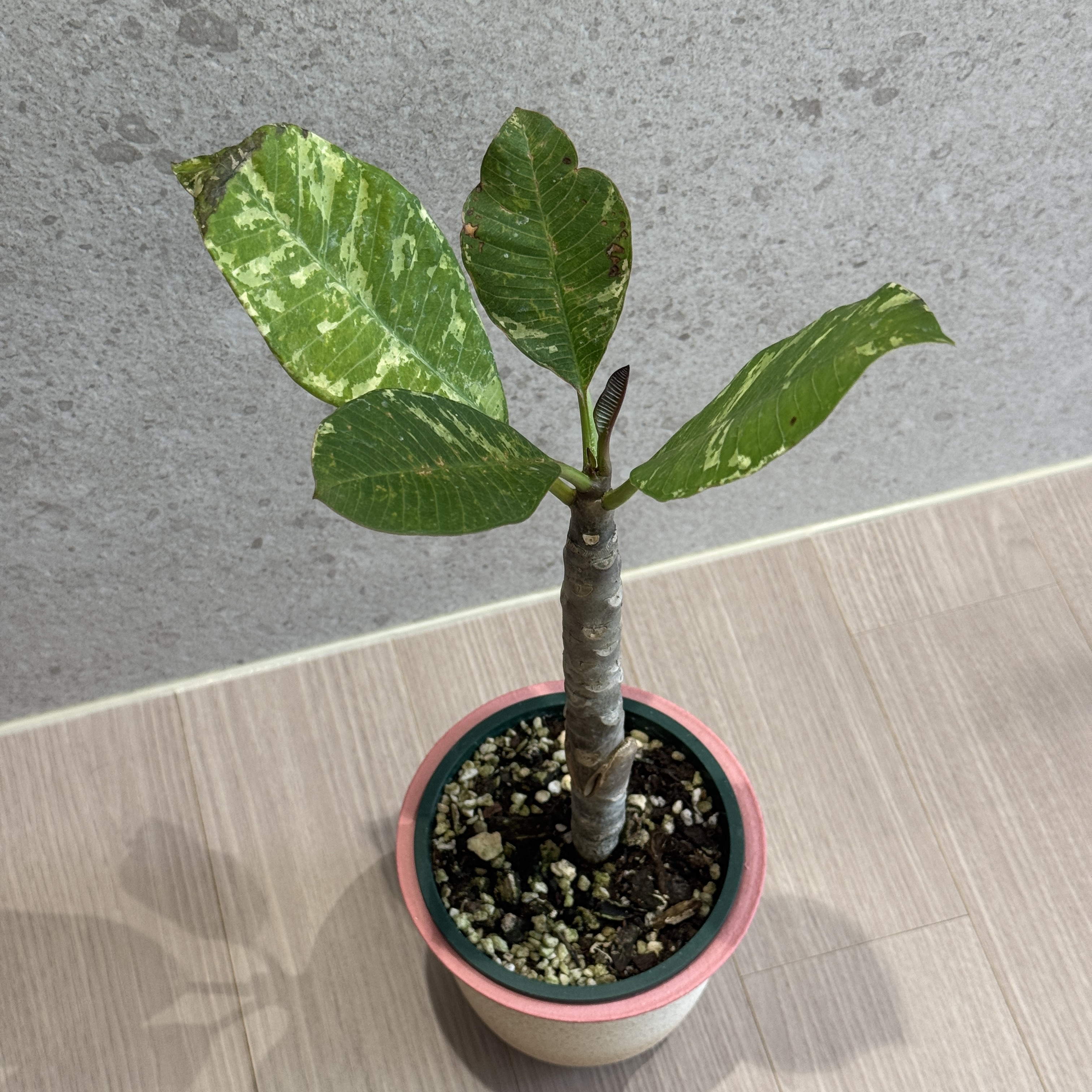 플루메리아 바리에가타를 키우는 초록뽐님의 사진
