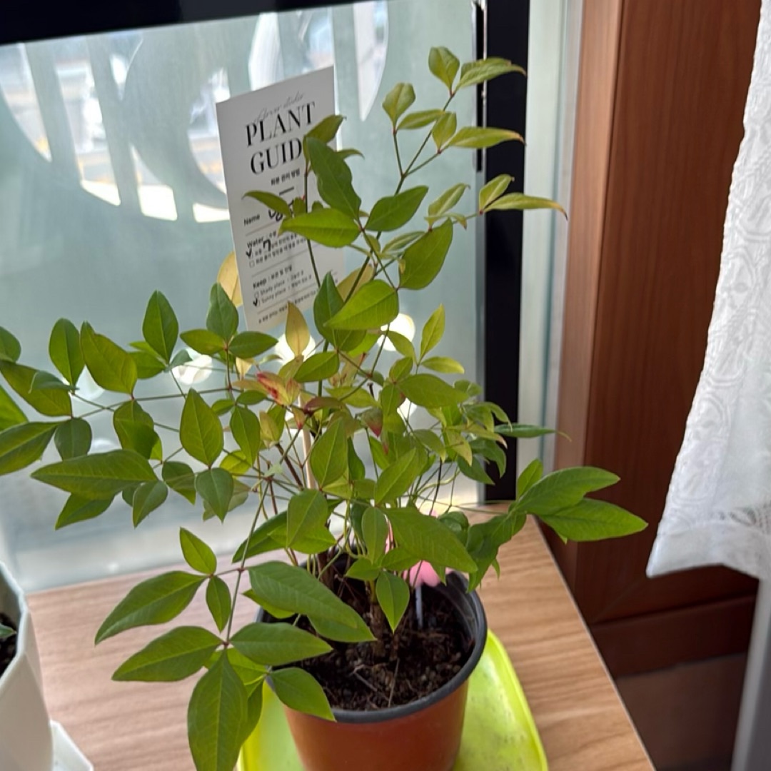 남천를 키우는 미라님의 사진