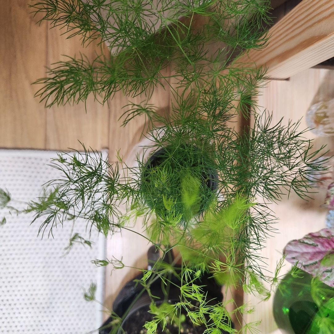 아스파라거스 미리오클라두스를 키우는 푸나링님의 사진