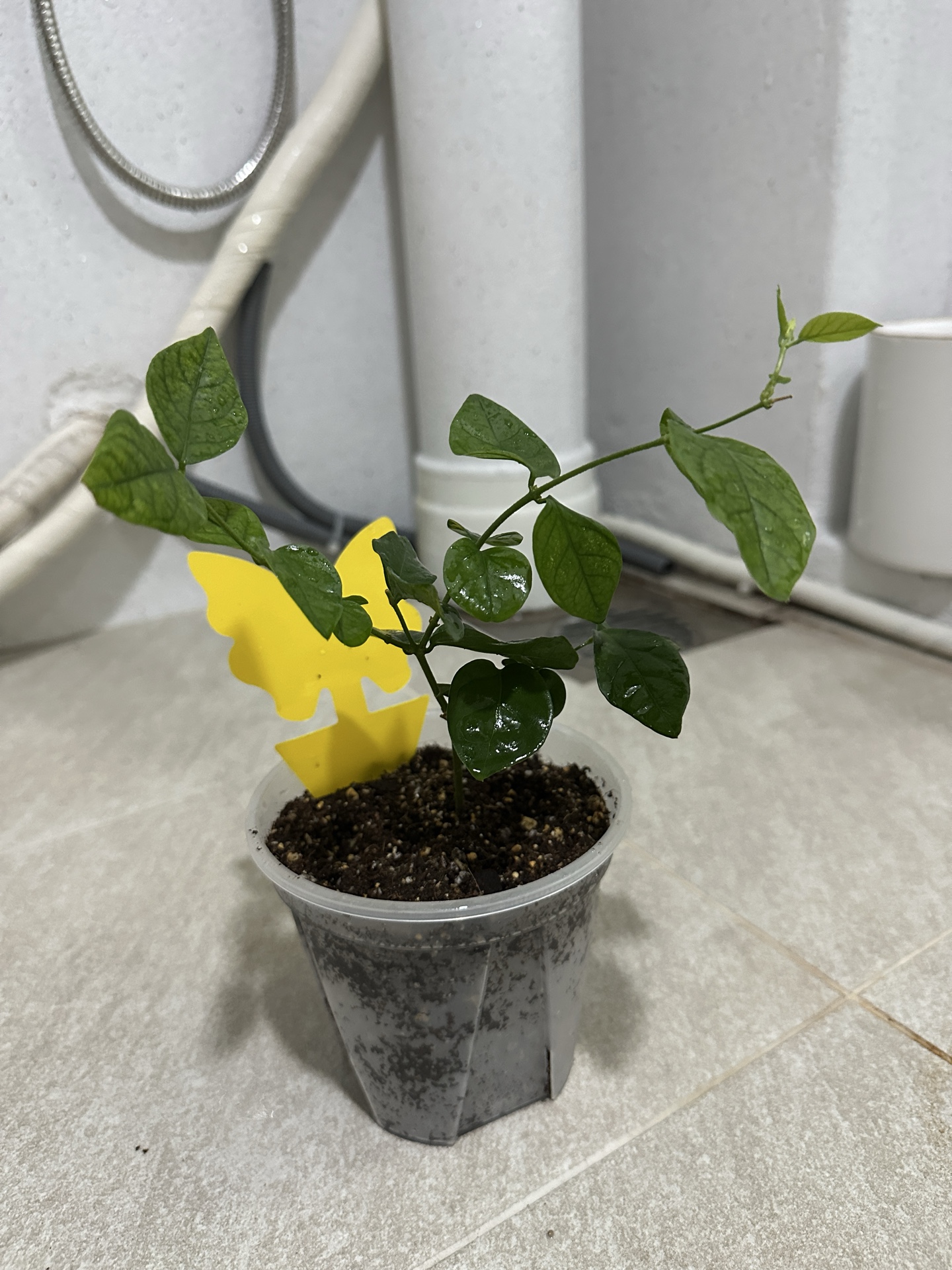 함박자스민(아라비안 자스민) 사진