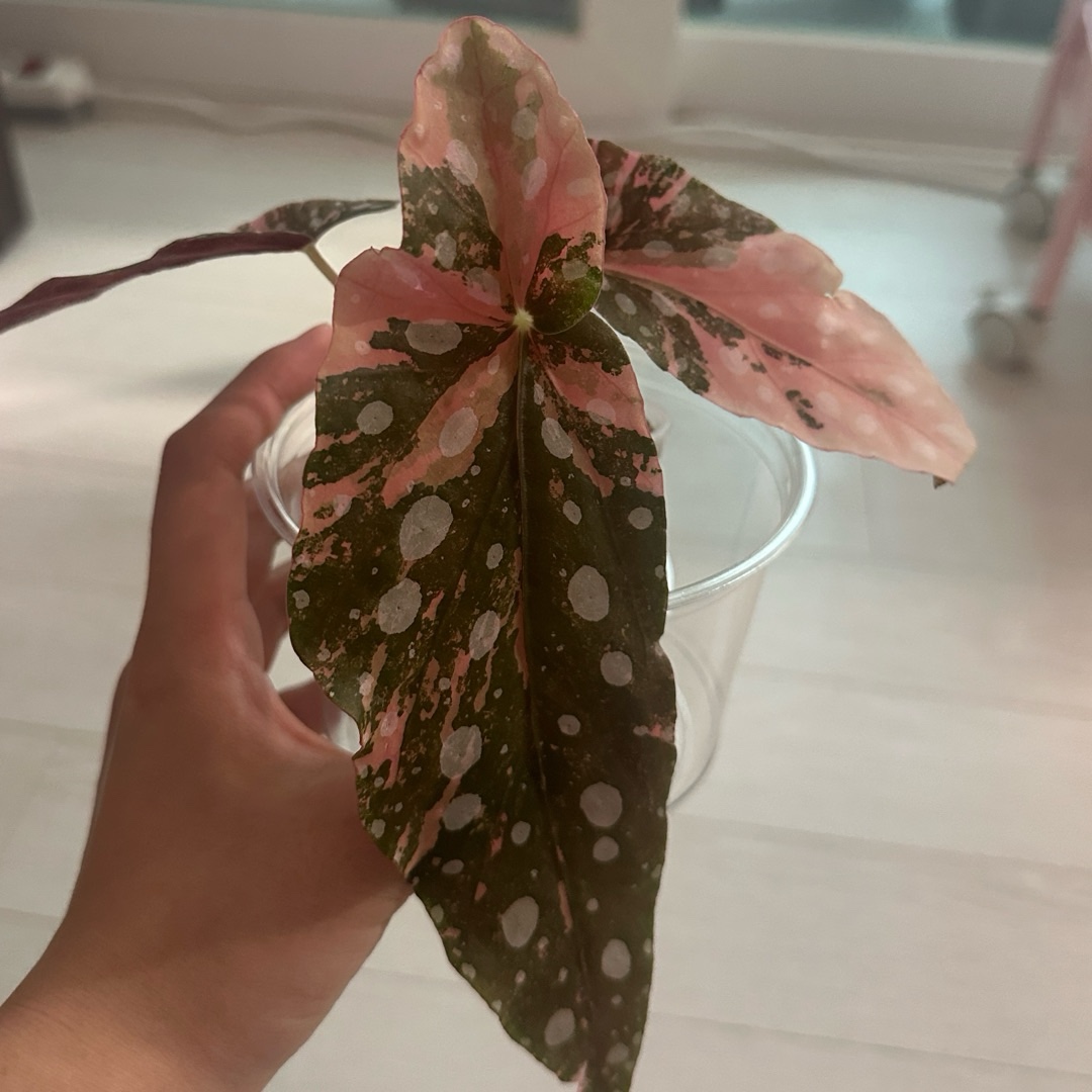 베고니아 마큘라타 핑크 바리에가타 사진