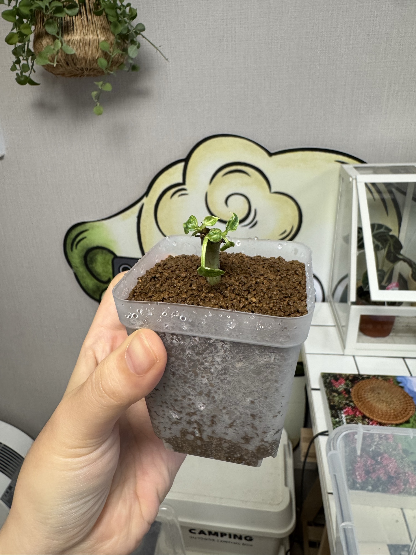 필로덴드론 베르코숨를 키우는 푸루리님의 사진