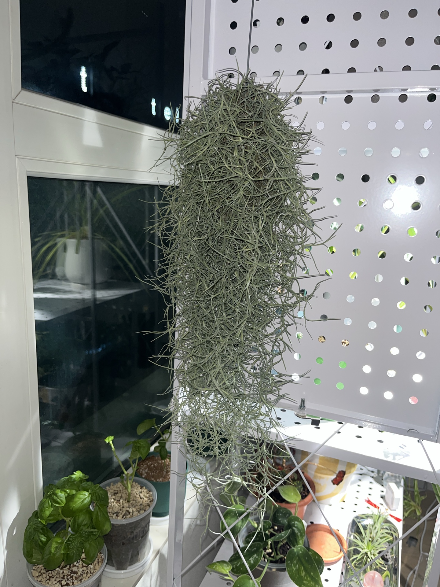 수염틸란드시아 사진