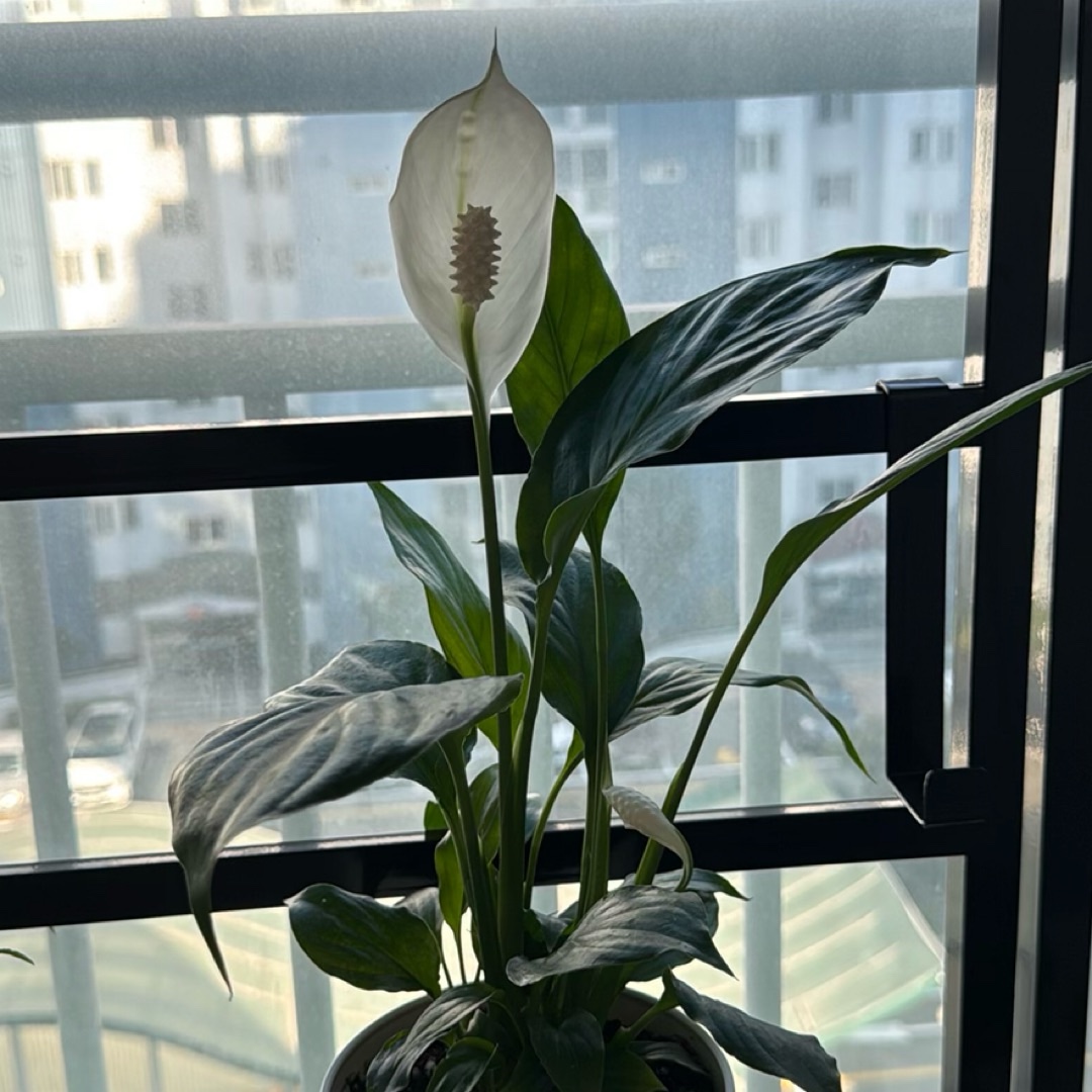 스파티필름를 키우는 미라님의 사진
