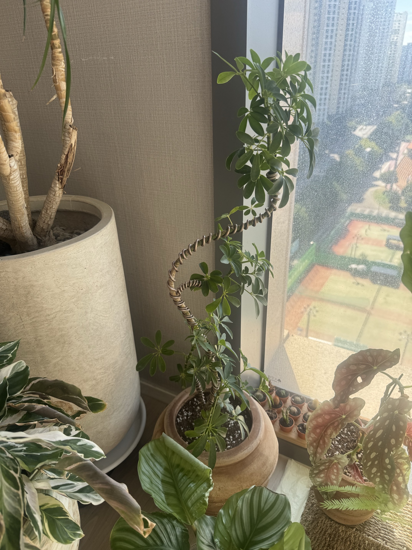 홍콩야자를 키우는 푸루리님의 사진