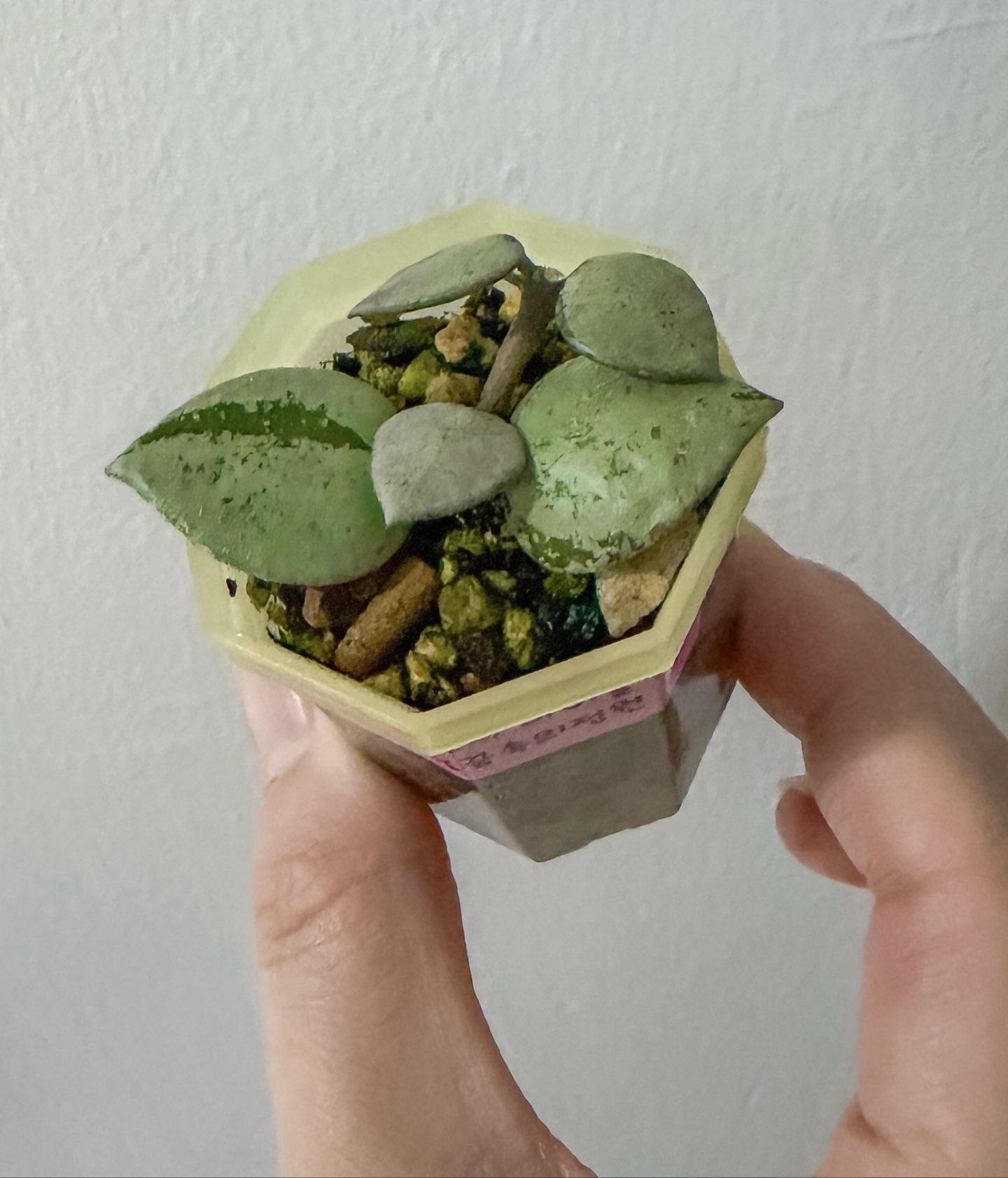 호야 라쿠노사 바이올렛 사진