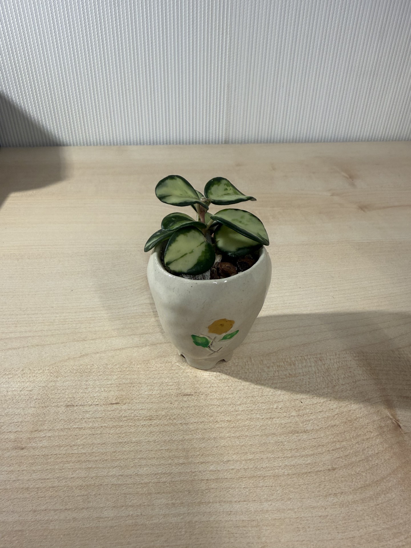 호야 마틸드 바리에가타 사진