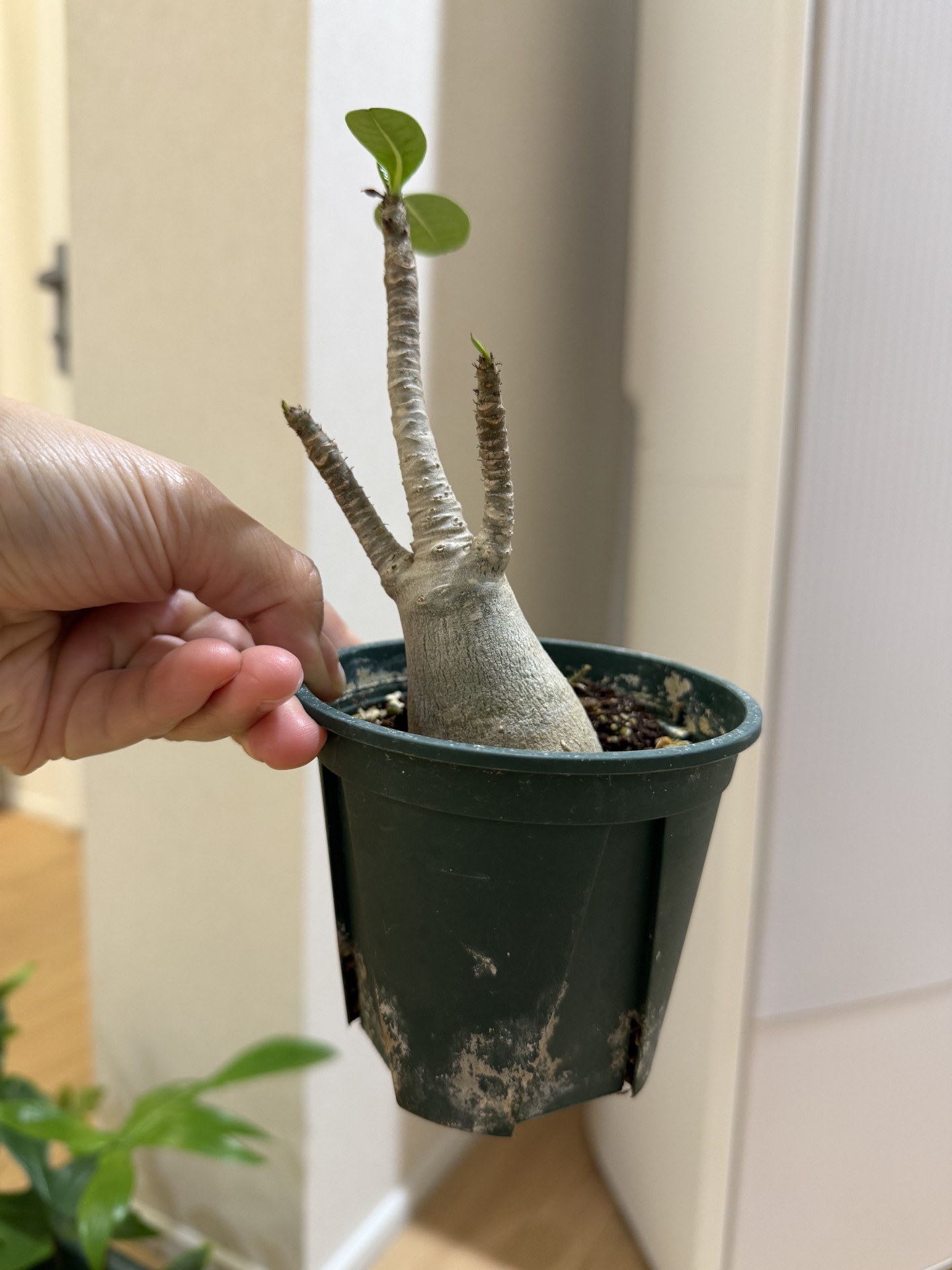 아데니움 아라비쿰 사진