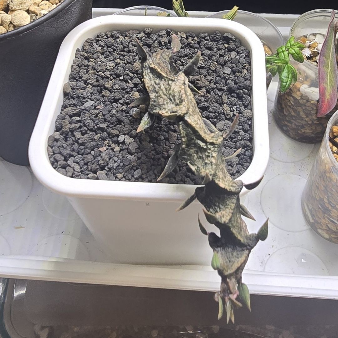 세로페이기아 기키이 사진