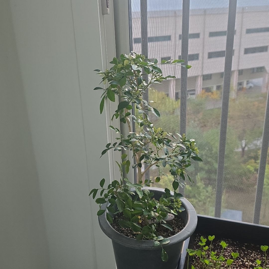 오렌지 자스민를 키우는 쏭쏭님의 사진