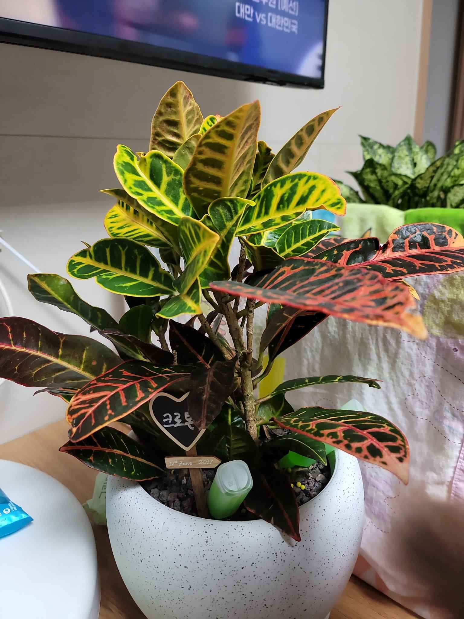 크로톤 사진